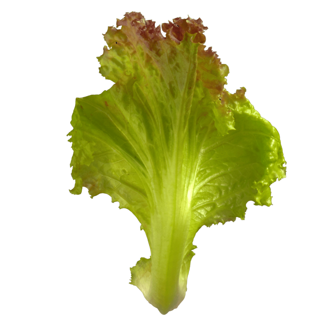 Pluksla