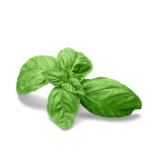 Basilicum