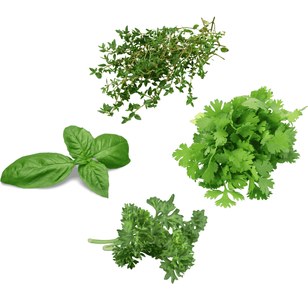 Kruiden zadenpakket - 12 pack