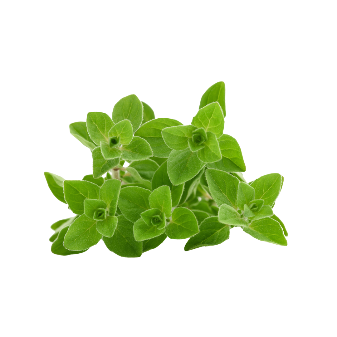 Oregano