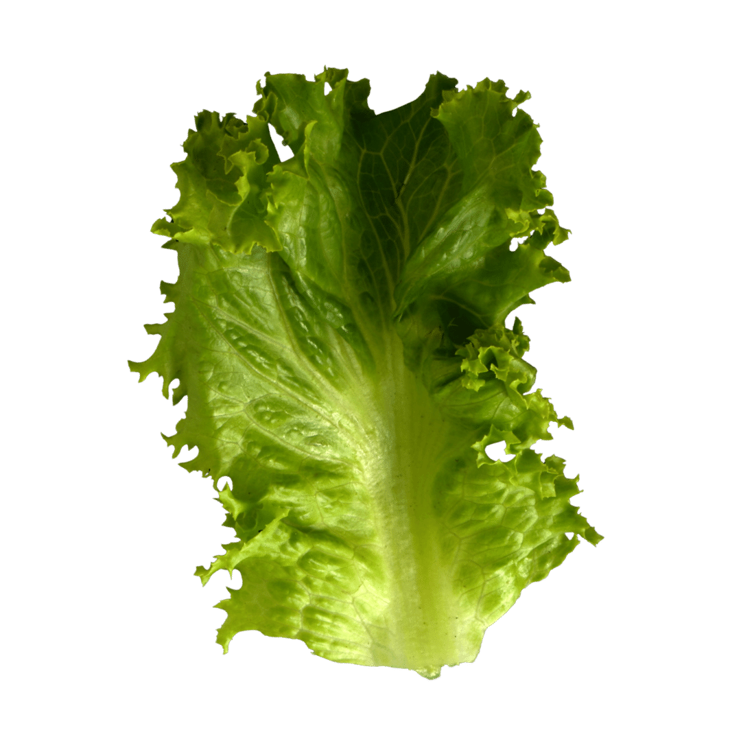 IJsbergsla