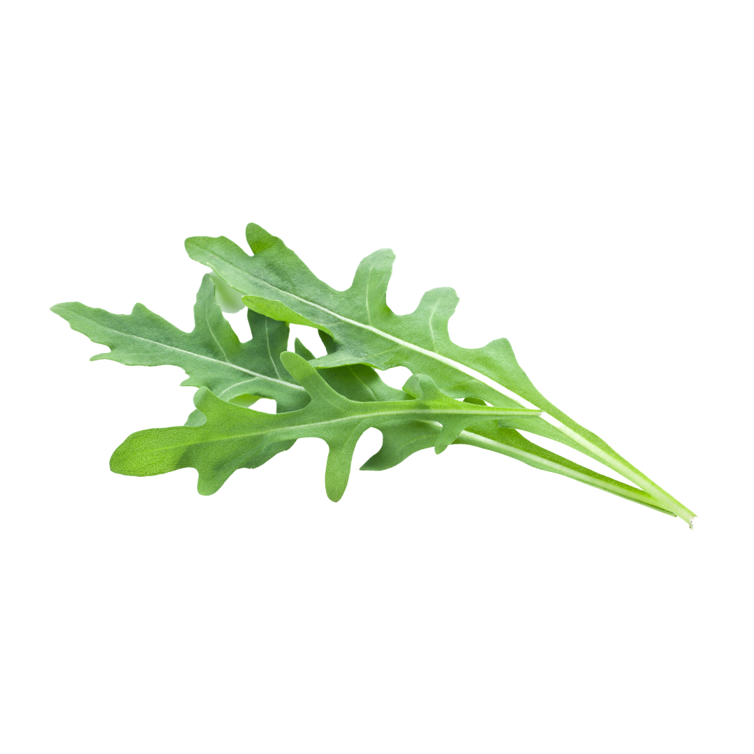Rucola