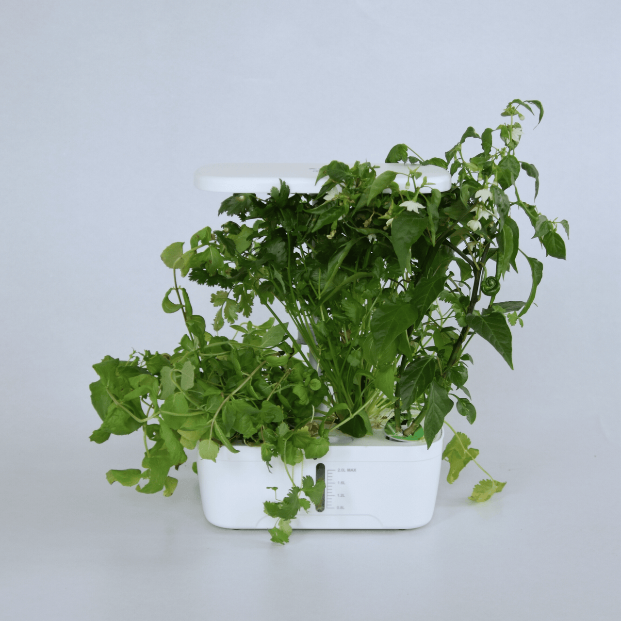 Growbox 6-Pods Middel (starterspakket)