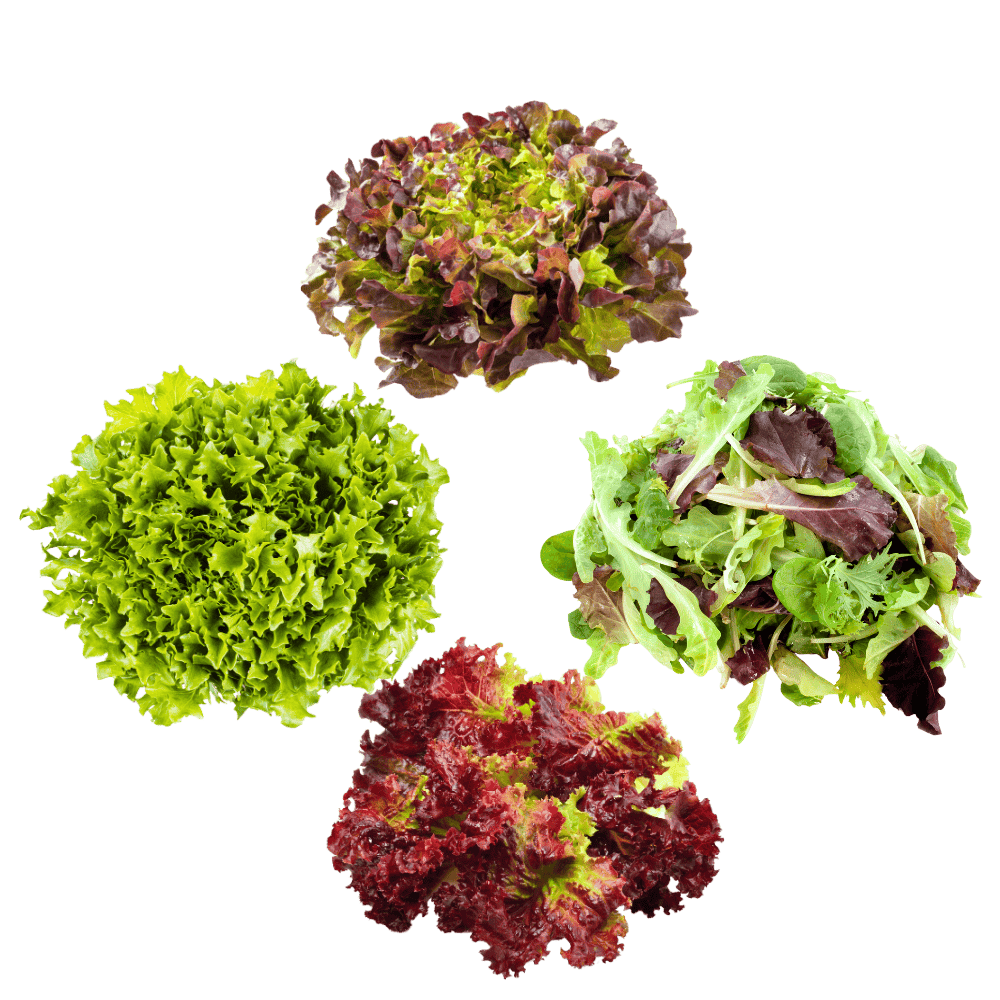 Salade zadenpakket - 12 pack