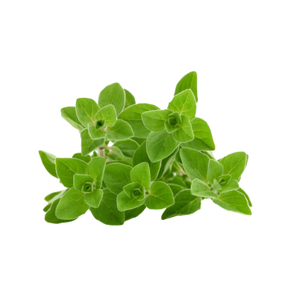 Oregano