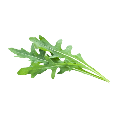 Rucola